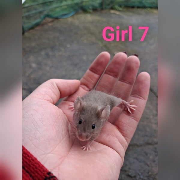 Baby girl mice Carousel 7