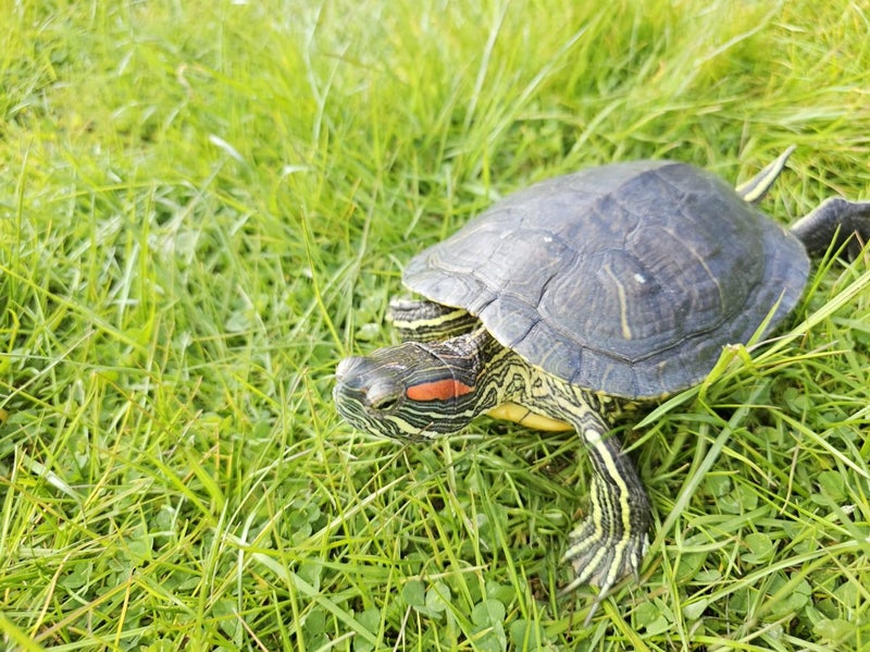 Turtle Carousel 1