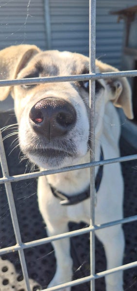 Spoilt for Choice! these sweet pups, and more :) Carousel 1
