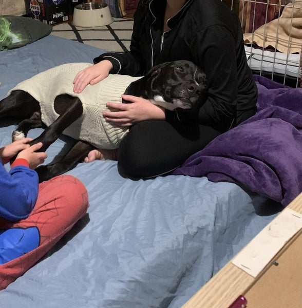 ADOPTED **Carlos** Diego's Rescue Carousel 12