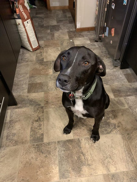 ADOPTED **Carlos** Diego's Rescue Carousel 1