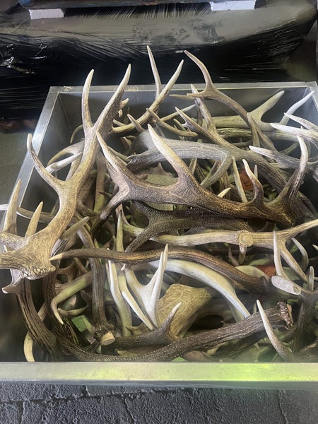 50 Sets of Deer Antlers Carousel 2