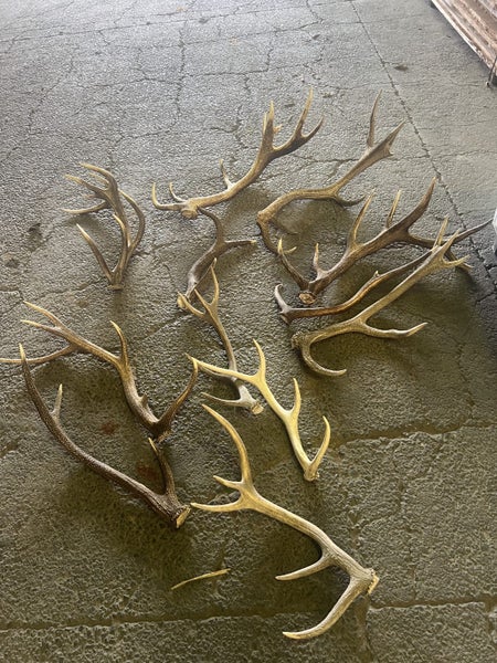 50 Sets of Deer Antlers Carousel 1