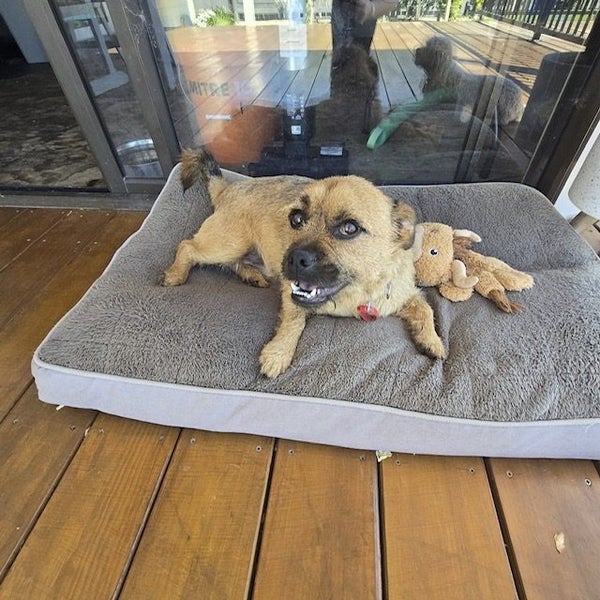 4-year-old Pug x Australian Terrier. Carousel 2