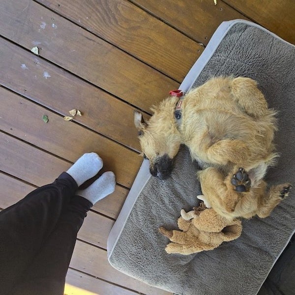 4-year-old Pug x Australian Terrier. Carousel 4