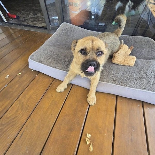 4-year-old Pug x Australian Terrier. Carousel 1
