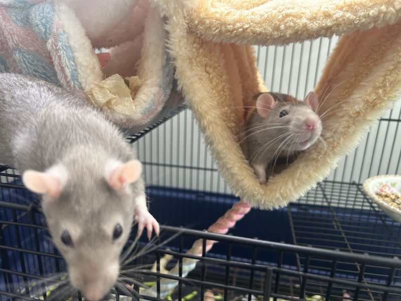 Rats with cage Carousel 1