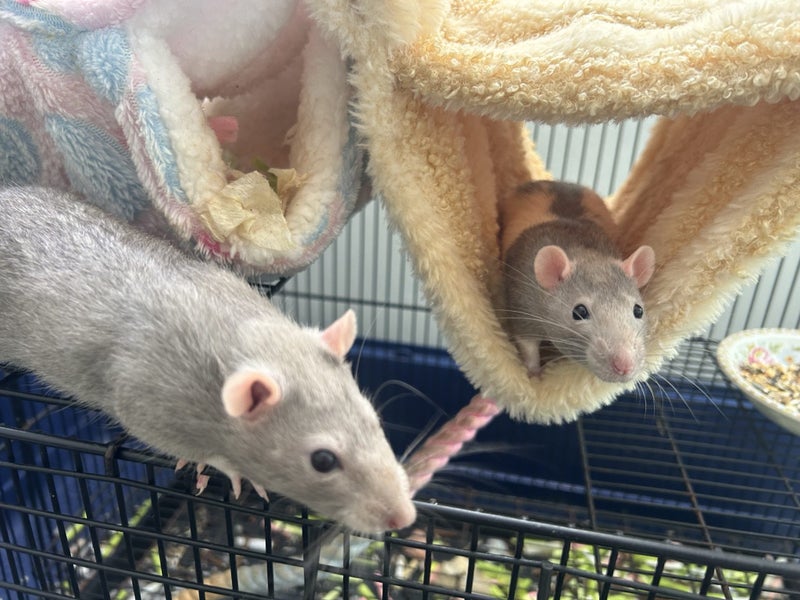 Rats with cage Carousel 3