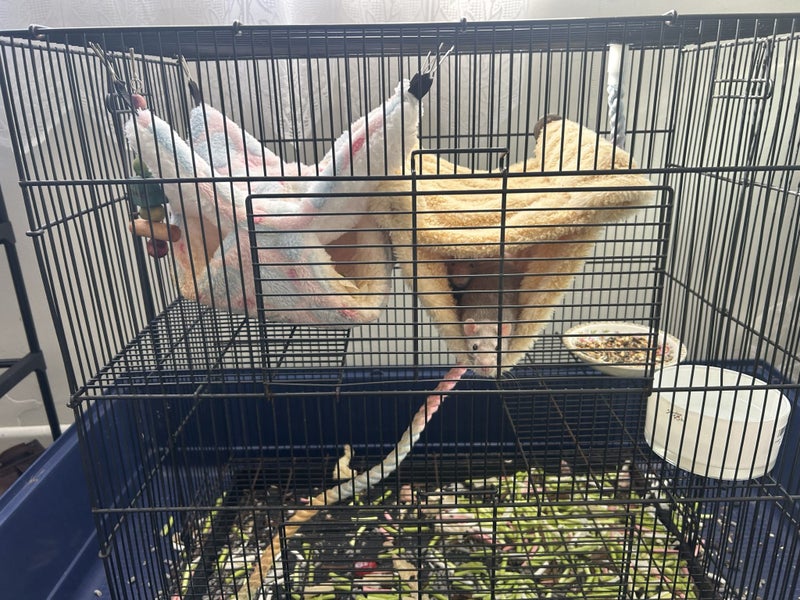 Rats with cage Carousel 2