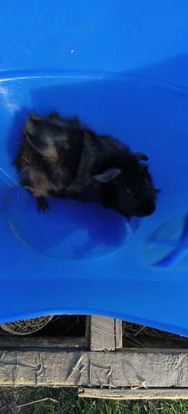 Abysinian Guinea pigs Carousel 2