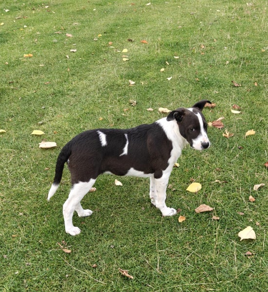 Pets or Hunting Puppies Carousel 13
