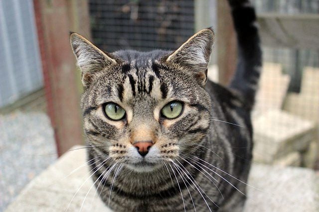 Found - Tabby DSH Male Cat Carousel 1