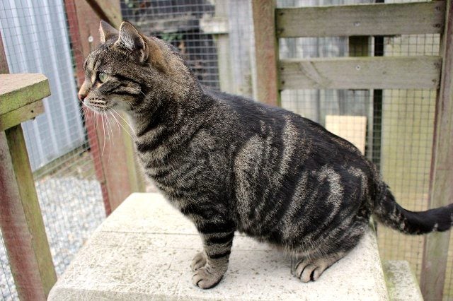 Found - Tabby DSH Male Cat Carousel 2
