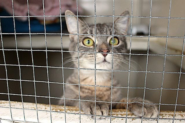 Found - Grey Tabby DSH Female Cat Carousel 1