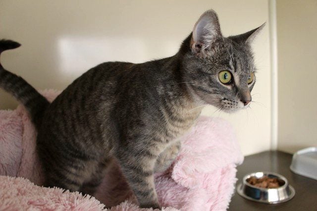 Found - Grey Tabby DSH Female Cat Carousel 2