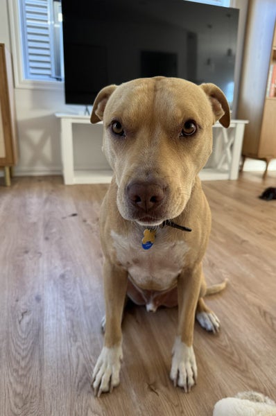 Loving Staffy x Pitbull Looking for Forever Home Carousel 2