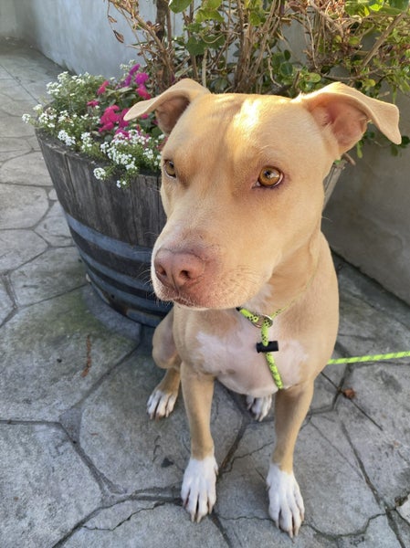 Loving Staffy x Pitbull Looking for Forever Home Carousel 1