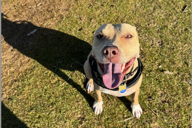 Loving Staffy x Pitbull Looking for Forever Home Carousel 3