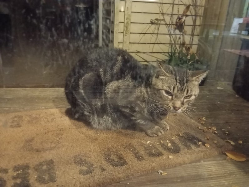 Found - Dark/Silver Face Tabby Carousel 1