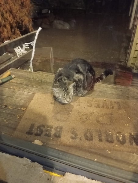 Found - Dark/Silver Face Tabby Carousel 4