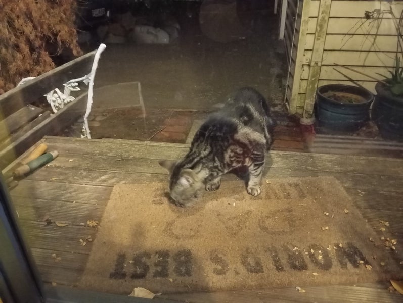Found - Dark/Silver Face Tabby Carousel 2