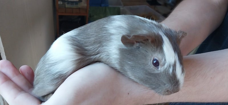 Cute guinea pigs for sale Carousel 1