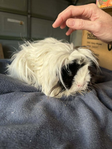 Guinea Pigs Healthy Adults and younger Carousel 7