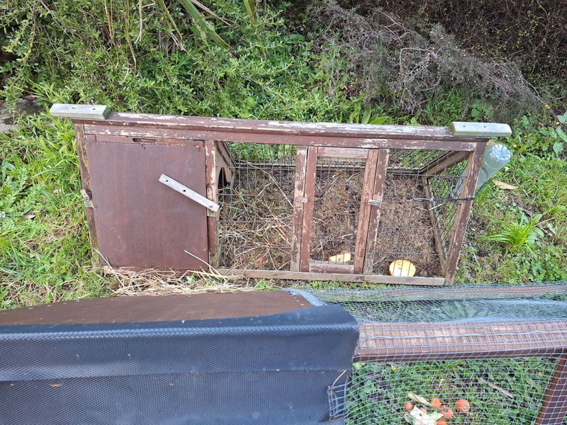 2x Female Guinea Pigs, Hutches, Equipment, Hay - Pick Up Miramar Wellington Carousel 14