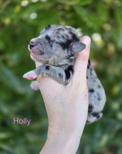 Golden Retriever x Border Collie Puppies Carousel 2