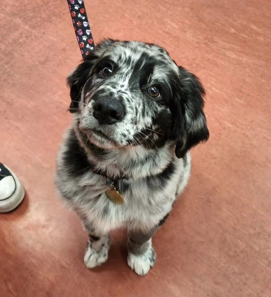 Golden Retriever x Border Collie Puppies Carousel 1