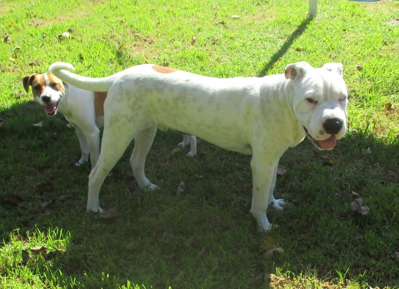 HUMANE SOCIETY RESCUE DOG - SPROUT the SHAR PEI X Carousel 2