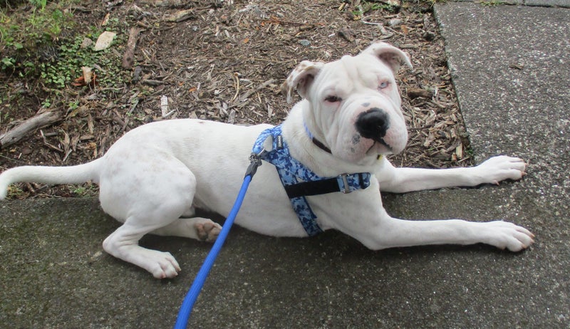 HUMANE SOCIETY RESCUE DOG - SPROUT the SHAR PEI X Carousel 1