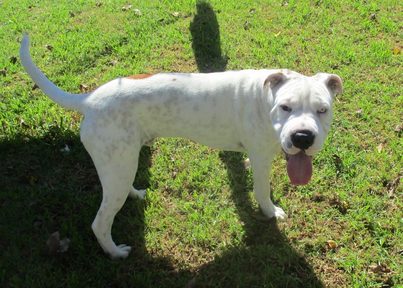 HUMANE SOCIETY RESCUE DOG - SPROUT the SHAR PEI X Carousel 4