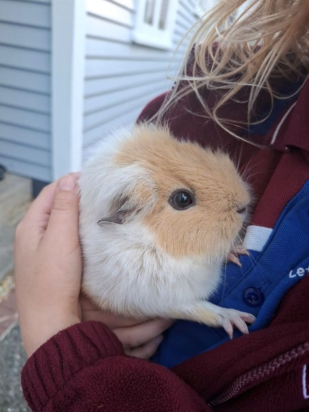 2x Female Guinea Pigs, Hutches, Equipment, Hay - Pick Up Miramar Wellington Carousel 1