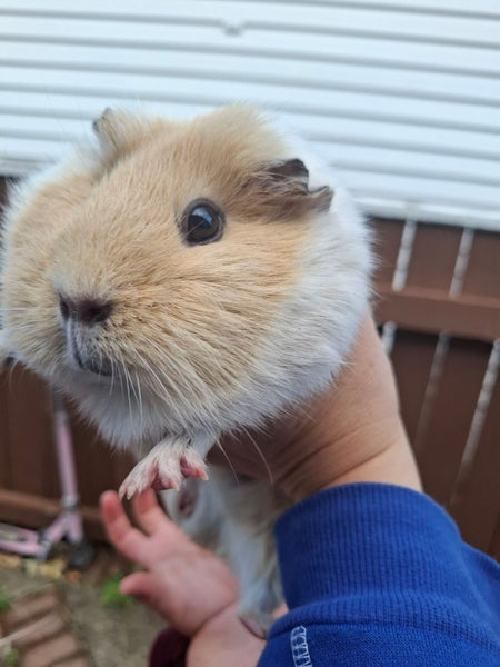 2x Female Guinea Pigs, Hutches, Equipment, Hay - Pick Up Miramar Wellington Carousel 2