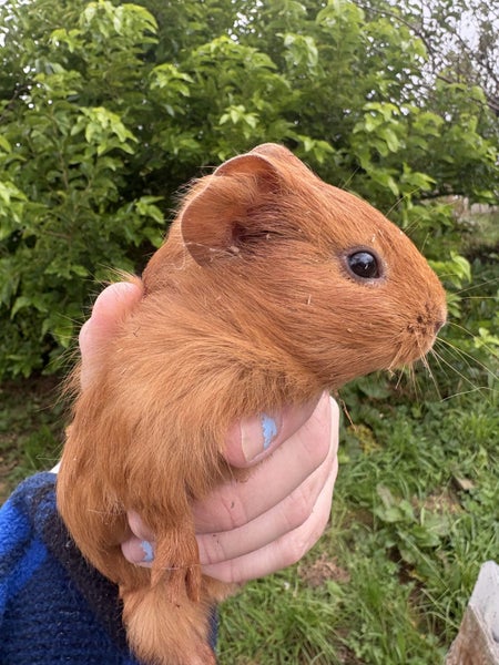 Guinea pigs Carousel 1