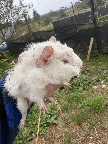 Guinea pigs Carousel 2