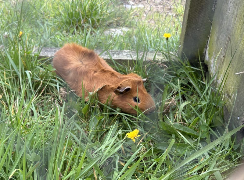 Guinea pigs Carousel 7