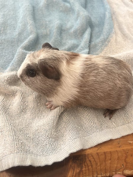 Guinea pigs Carousel 2
