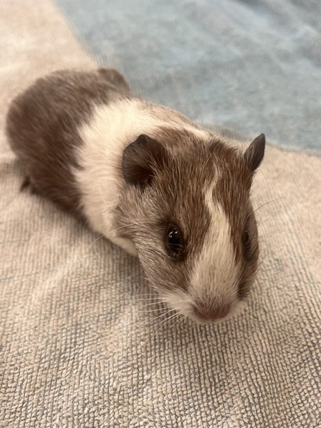 Guinea pigs Carousel 1