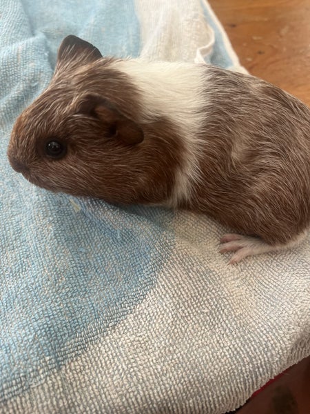 Guinea pigs Carousel 6