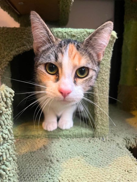 rescue teen cat Toastie (fostered in Massey) Carousel 1