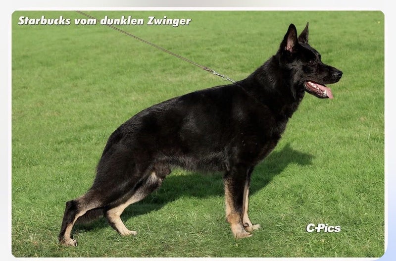 German Shepherd Pup Carousel 2