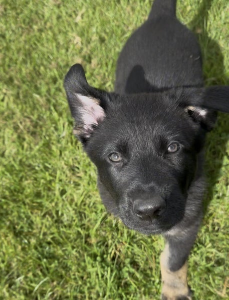 German Shepherd Pup Carousel 5