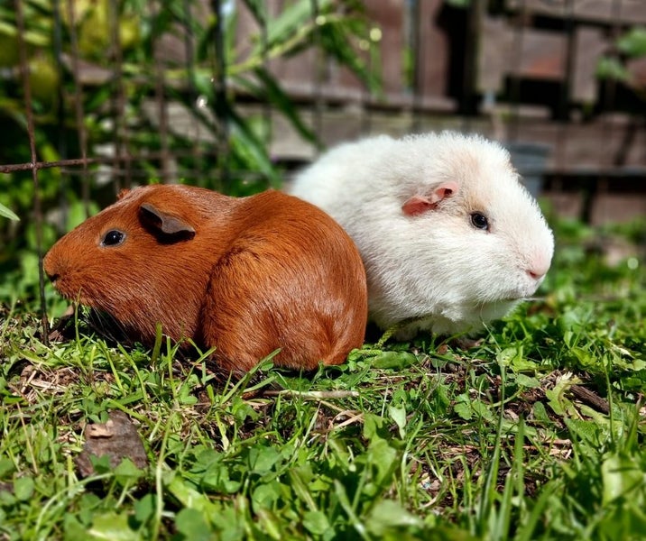 Guinea Pig Carousel 12