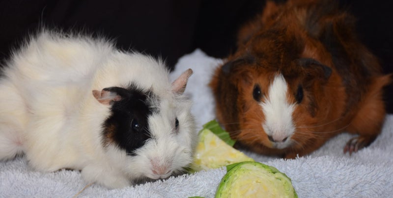 Baby Guinea Pigs Carousel 1