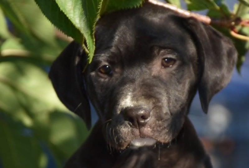 Shiloh (Ellie's Canine Rescue & Rehome) Carousel 2