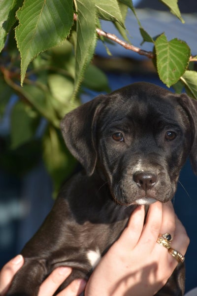 Shiloh (Ellie's Canine Rescue & Rehome) Carousel 5