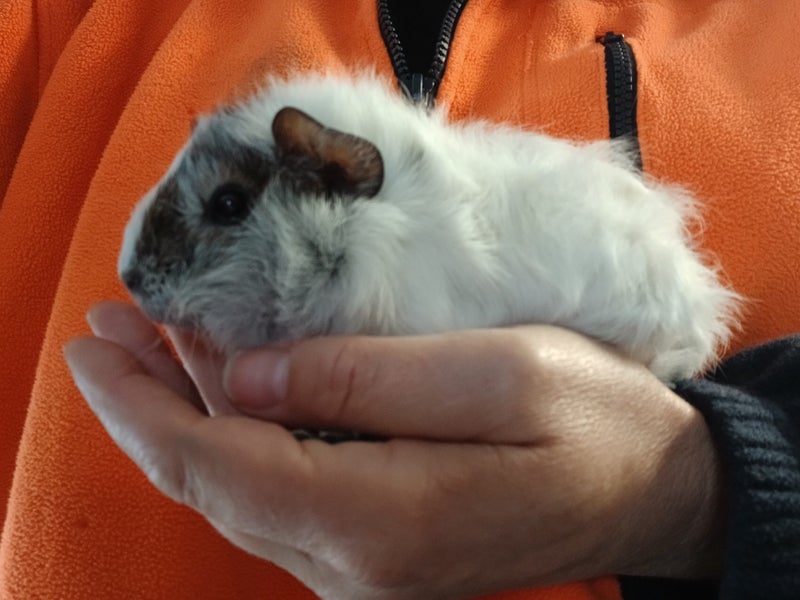 Guinea Pig Carousel 1