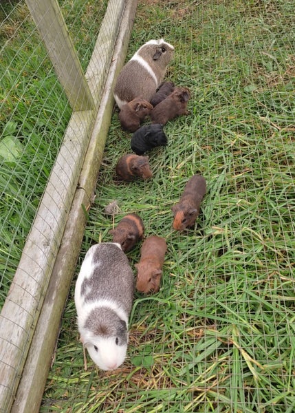 "So cute" baby guinea pigs Carousel 1